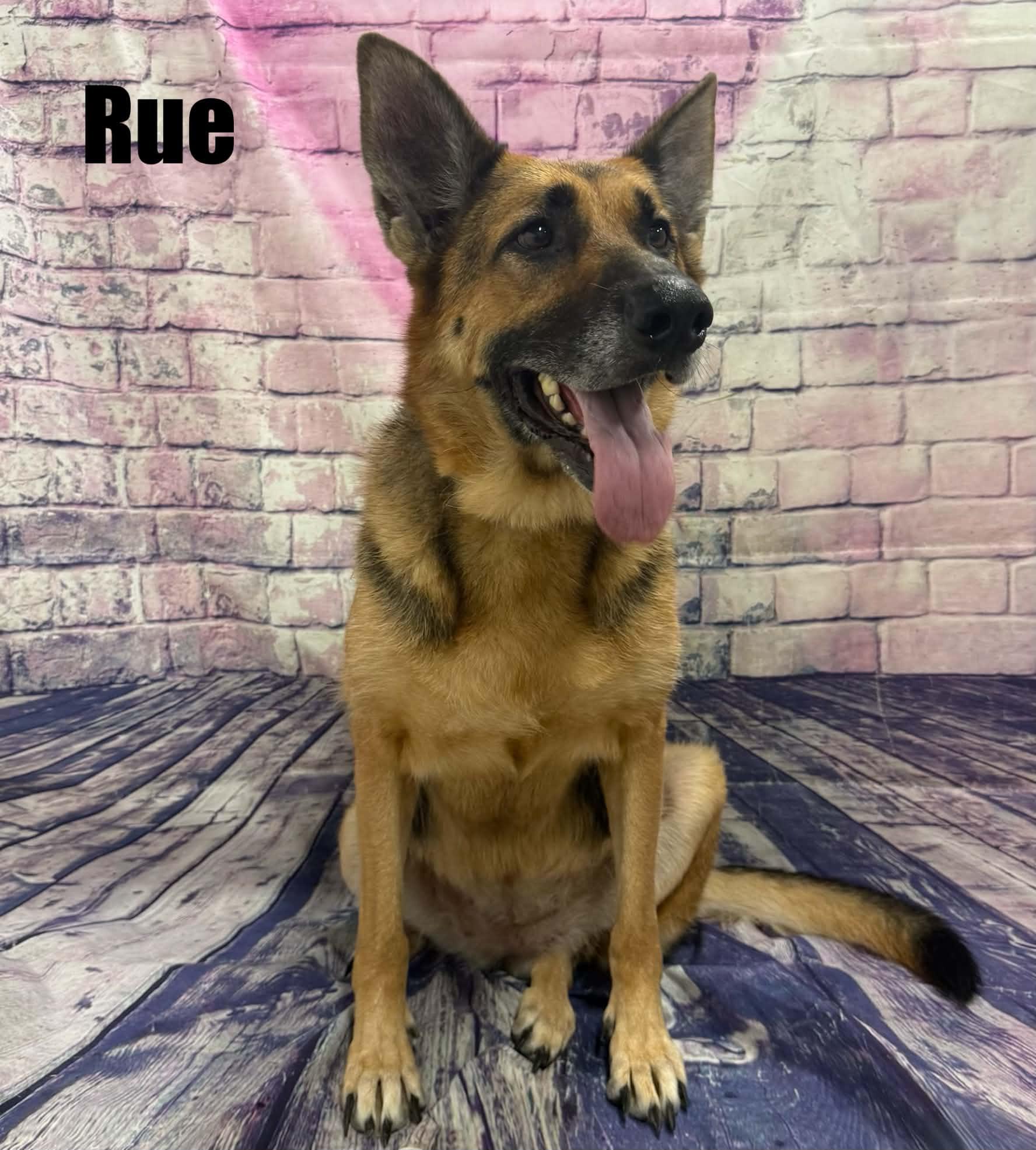 Enlarge Rue, a Adoptable German Shepherd Dog in Quincy, MI image 4/5