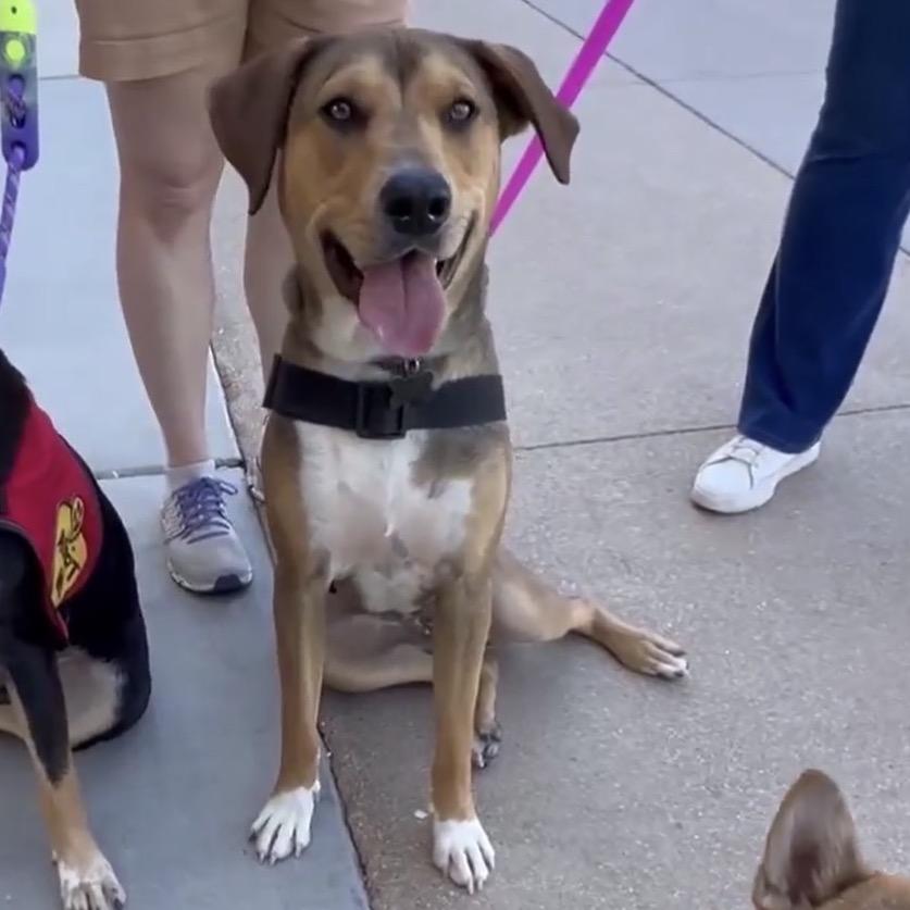 Tortellini/ Hades, Adoptable, Young Male Mixed Breed.