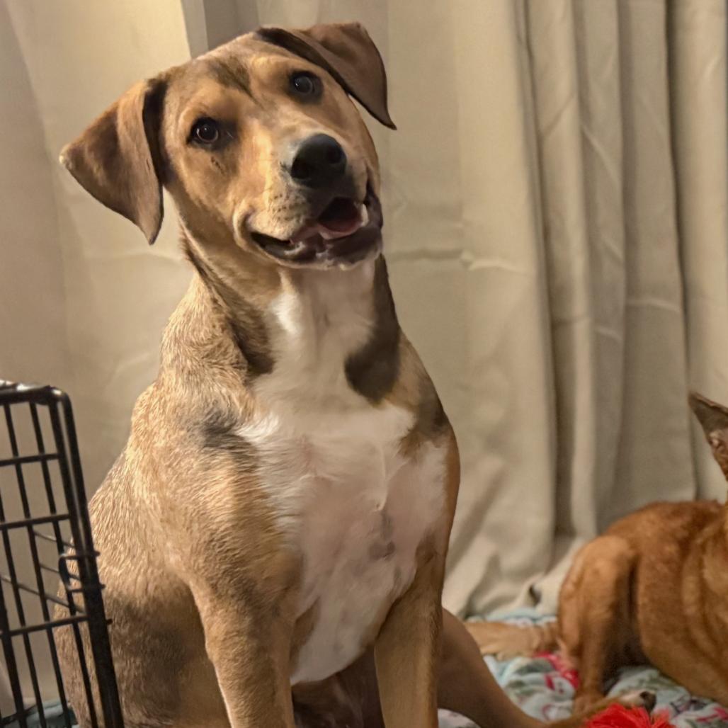 Enlarge Tortellini/ Hades, a Adoptable Mixed Breed in Las Vegas, NV image 3/6