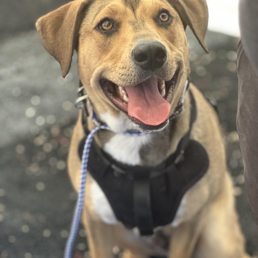 Enlarge Tortellini/ Hades, a Adoptable Mixed Breed in Las Vegas, NV image 4/6