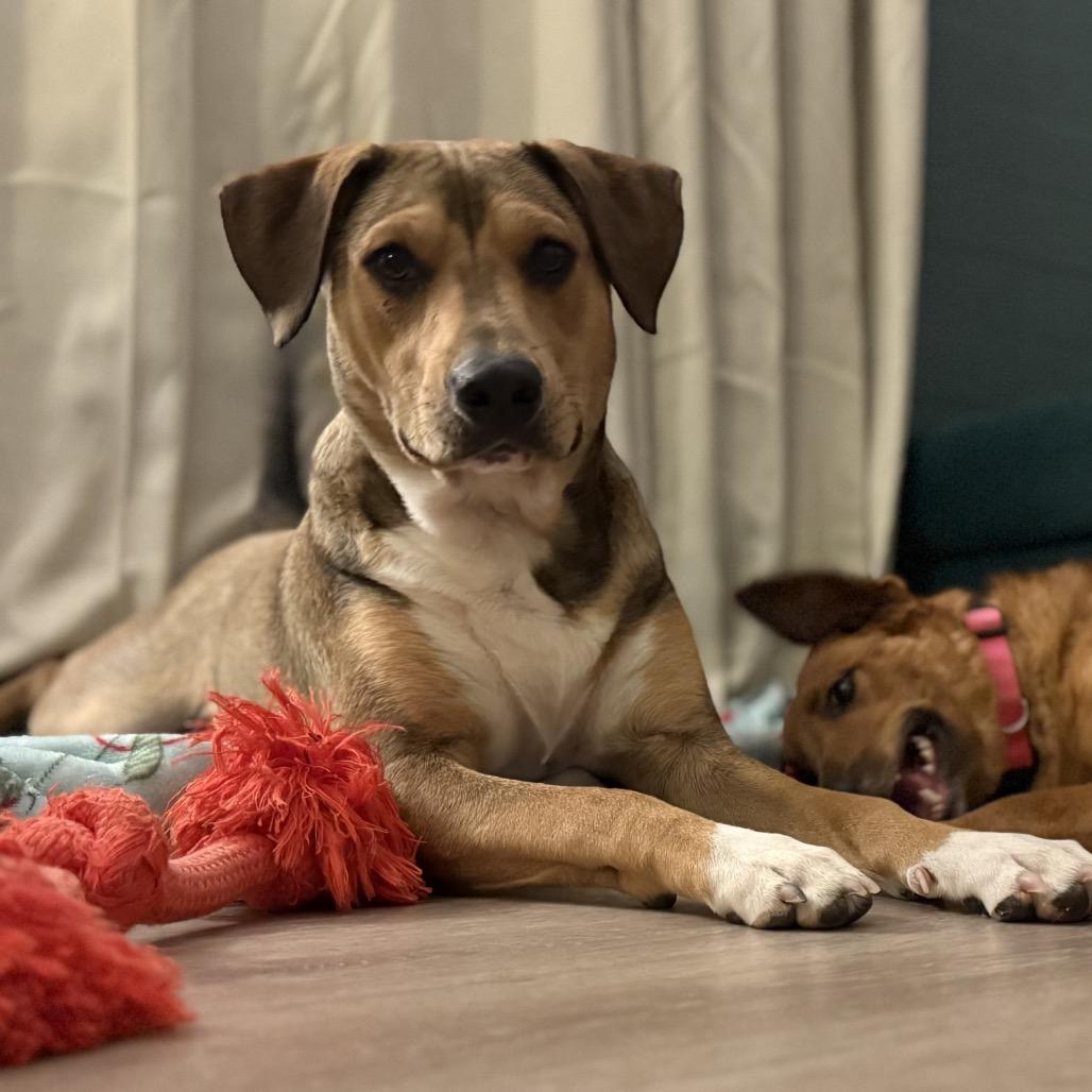 Enlarge Tortellini/ Hades, a Adoptable Mixed Breed in Las Vegas, NV image 5/6