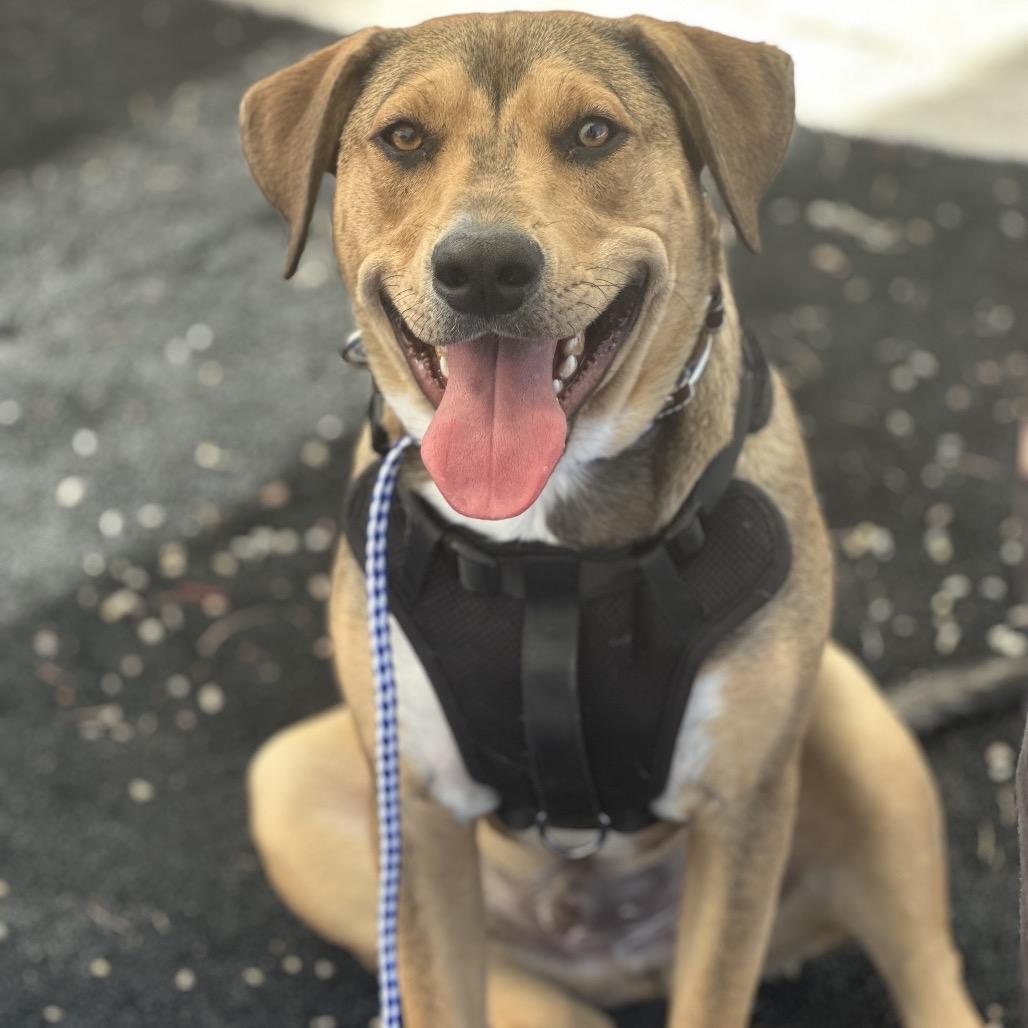Enlarge Tortellini/ Hades, a Adoptable Mixed Breed in Las Vegas, NV image 6/6