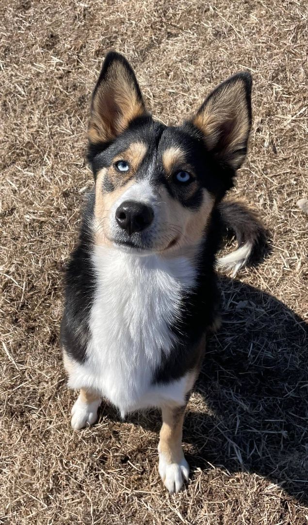 Kygo, Adoptable, Young Male Husky.