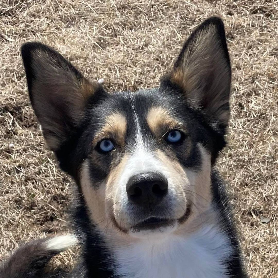 Kygo, a Adoptable mixed breed in Auburn, NE image 2/8