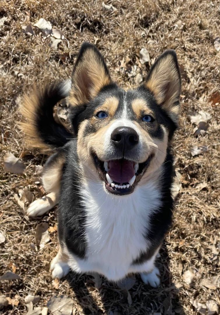 Kygo, a Adoptable mixed breed in Auburn, NE image 3/8