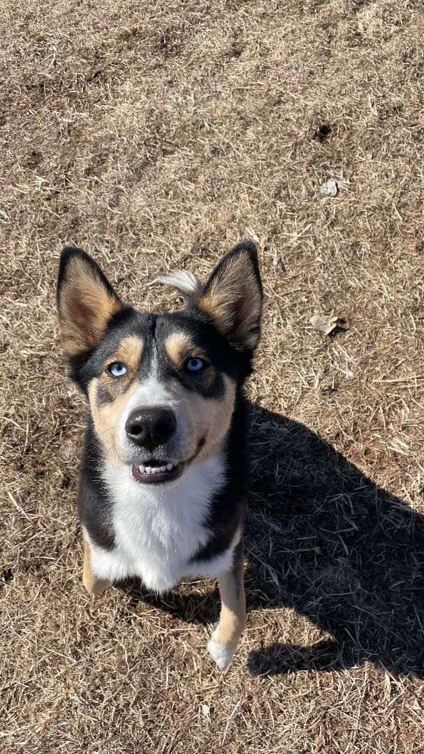 Kygo, a Adoptable mixed breed in Auburn, NE image 4/8
