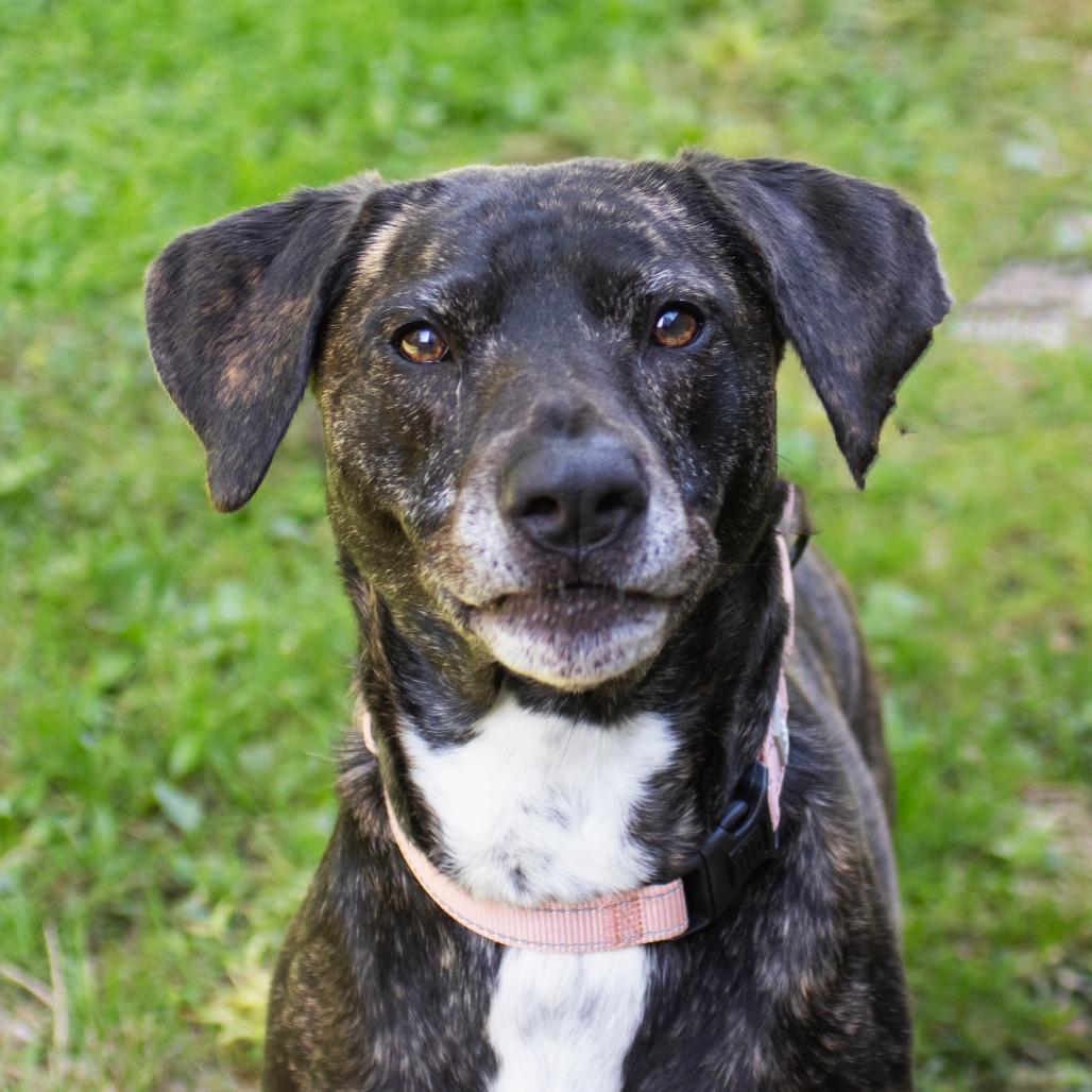 Enlarge Mango, a Adoptable mixed breed in Middletown, RI image 1/1