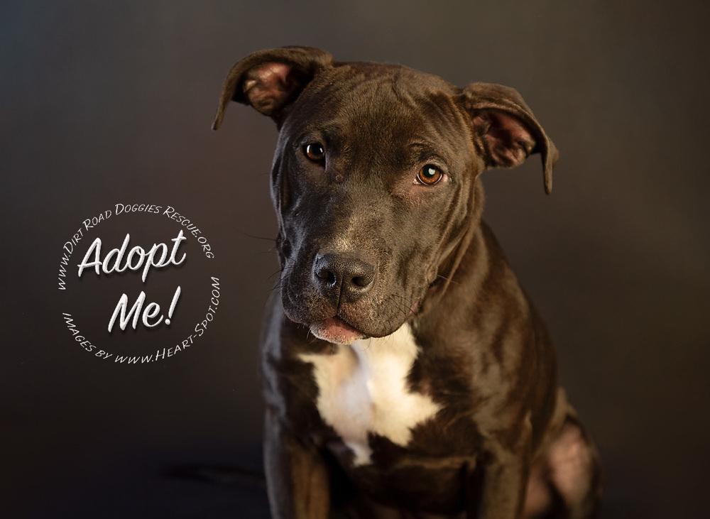Luce, Adoptable, Adult Female Pit Bull Terrier.