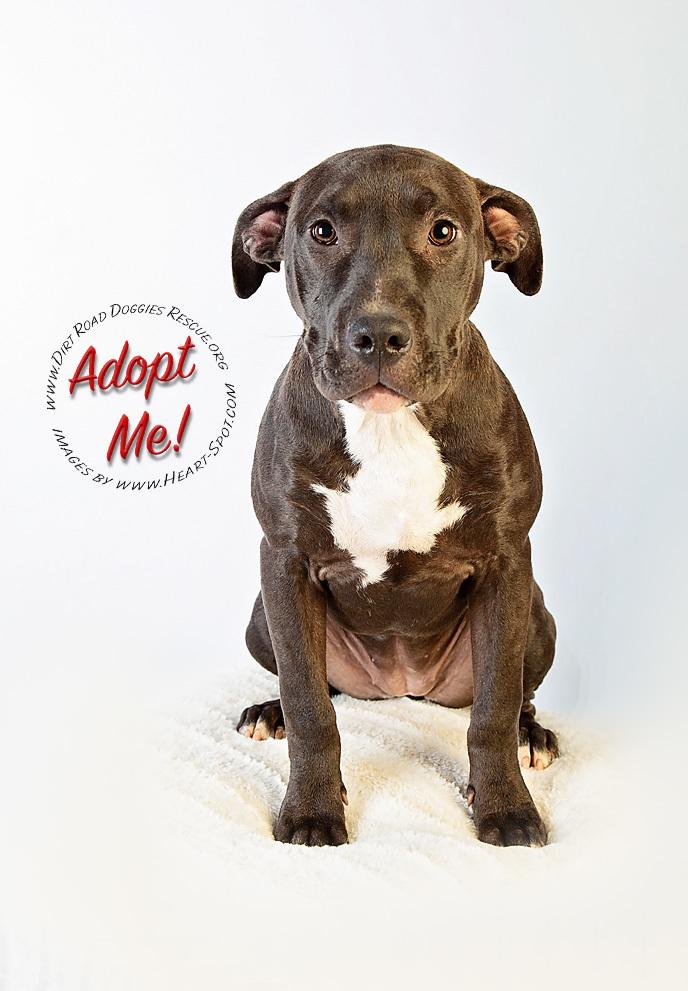 Enlarge Luce, a Adoptable mixed breed in Gillsville, GA image 2/6