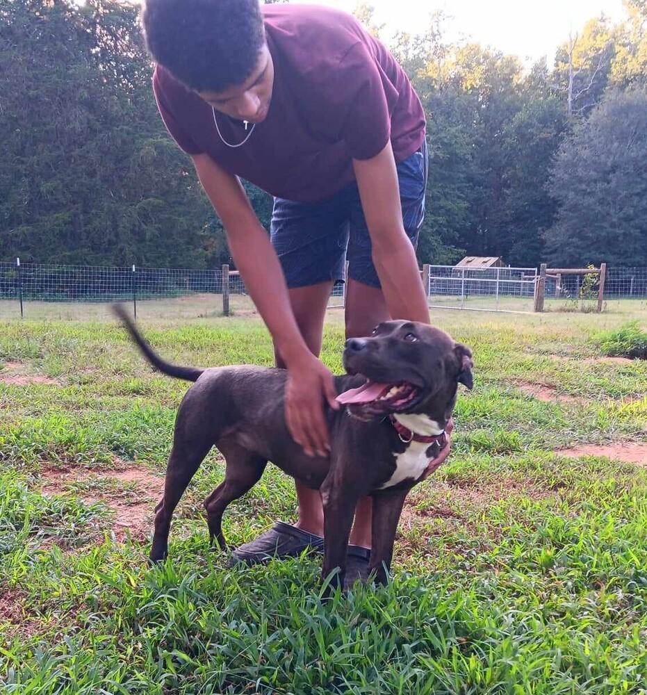 Enlarge Luce, a Adoptable mixed breed in Gillsville, GA image 3/6