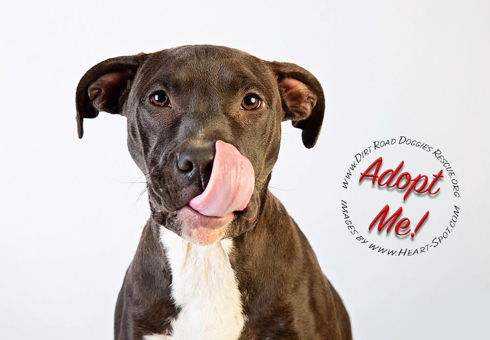 Enlarge Luce, a Adoptable mixed breed in Gillsville, GA image 5/6