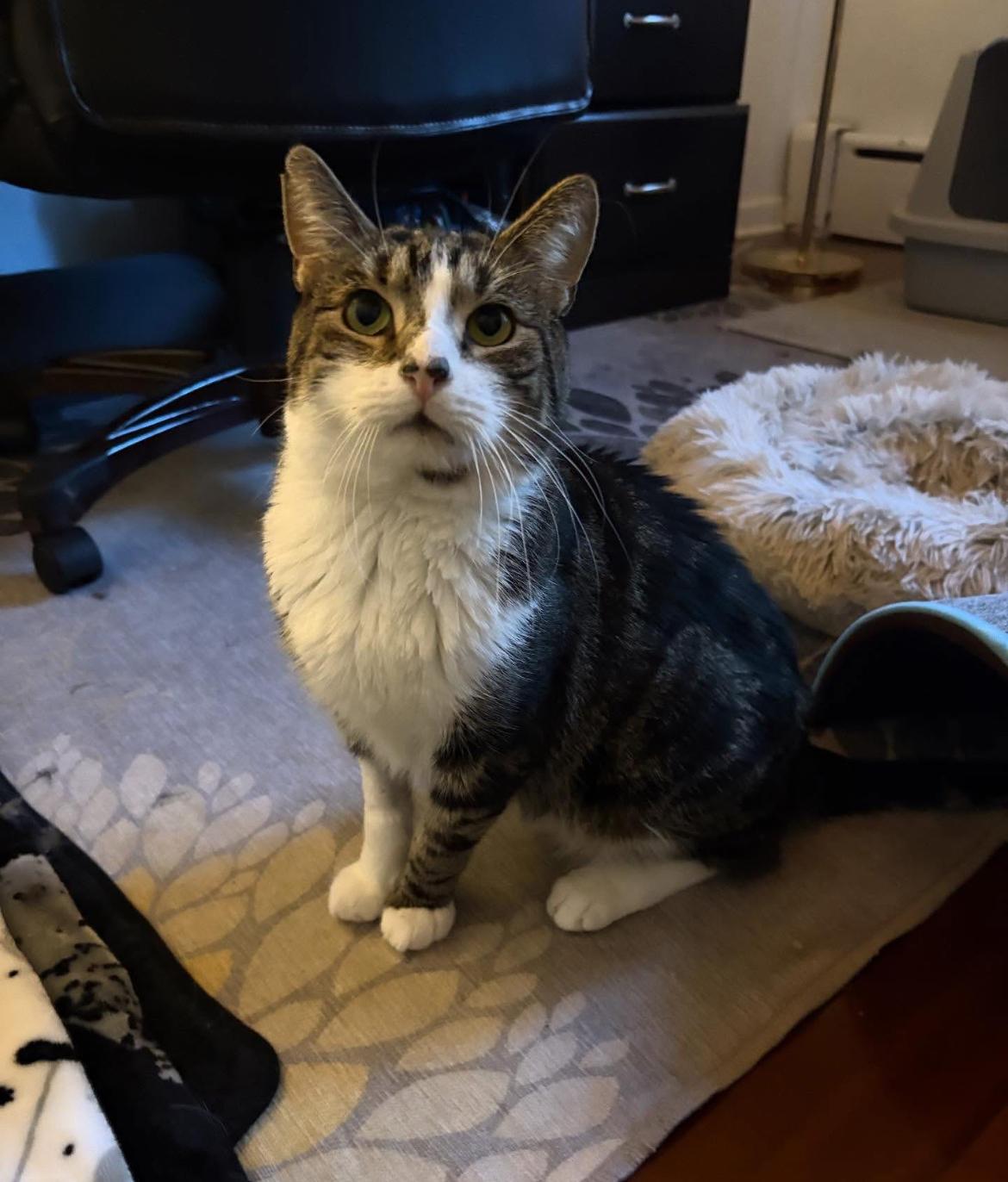 Enlarge Curtis, a Adoptable Domestic Short Hair in Warminster, PA image 1/5