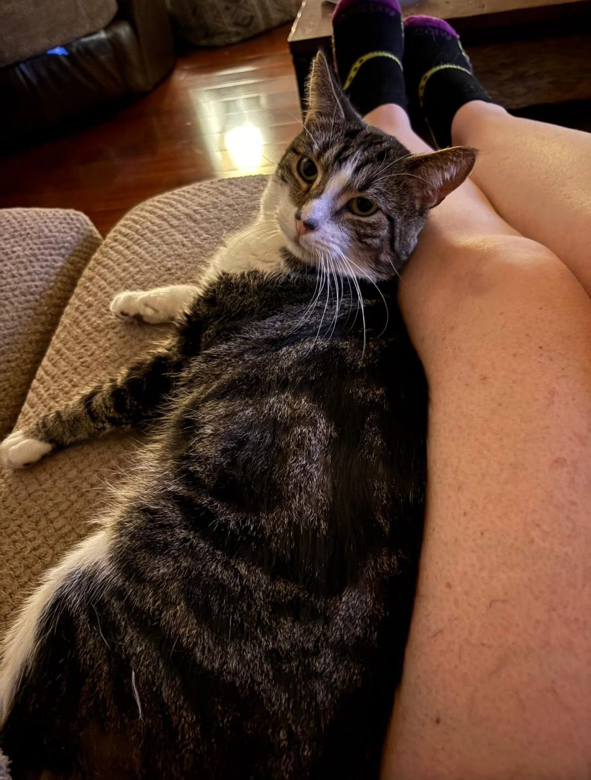 Enlarge Curtis, a Adoptable Domestic Short Hair in Warminster, PA image 2/5