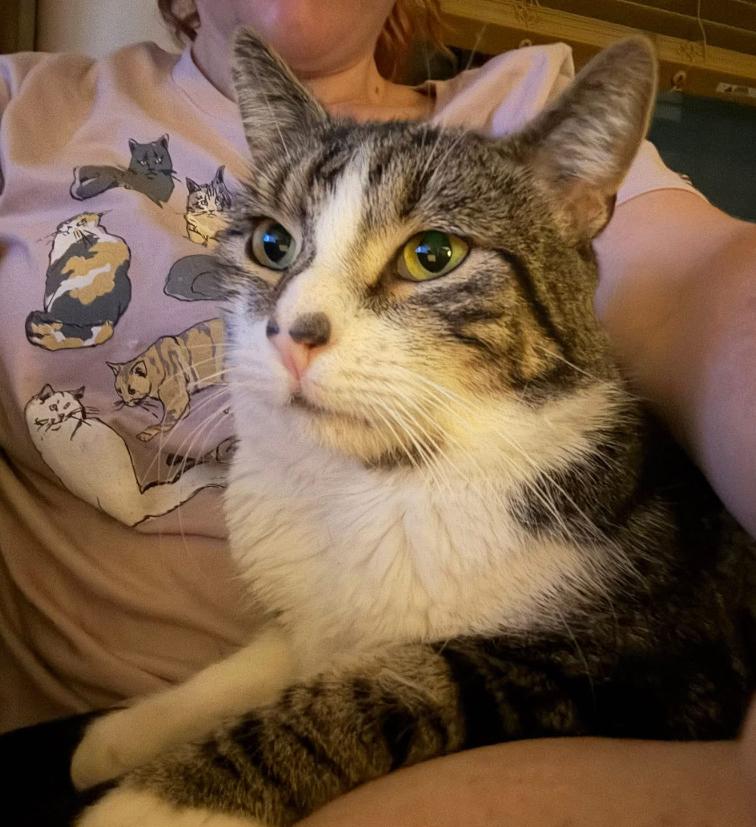 Enlarge Curtis, a Adoptable Domestic Short Hair in Warminster, PA image 3/5