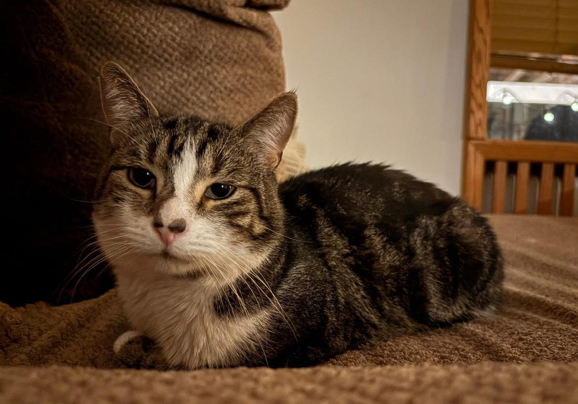 Enlarge Curtis, a Adoptable Domestic Short Hair in Warminster, PA image 4/5