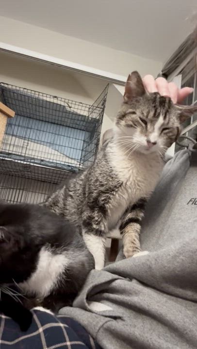 Enlarge Curtis, a Adoptable Domestic Short Hair in Warminster, PA video 5/5
