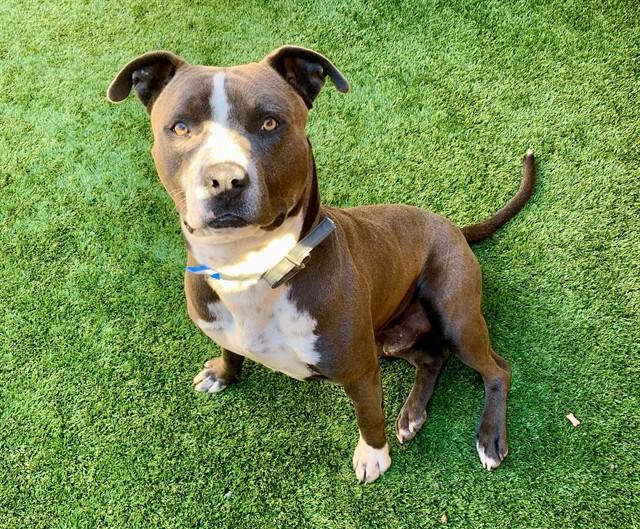 Enlarge GASTON, a Adoptable mixed breed in Moreno Valley, CA image 1/1