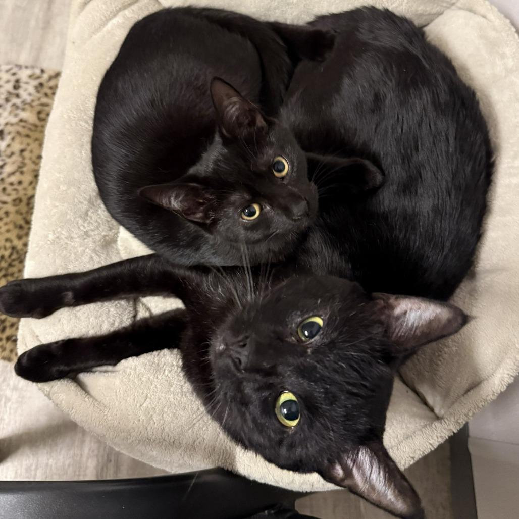 Tribble, Adoptable, Adult Male Domestic Short Hair.