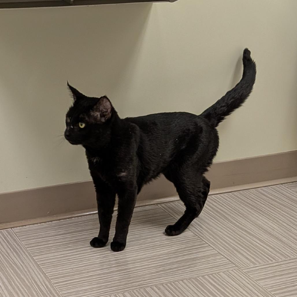 Enlarge Tribble, a Adoptable Domestic Short Hair in Wakefield, MA image 2/3