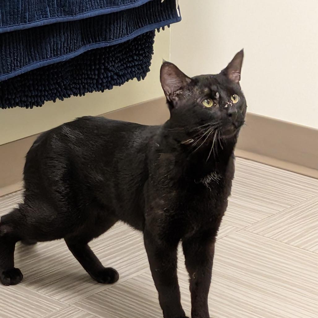 Enlarge Tribble, a Adoptable Domestic Short Hair in Wakefield, MA image 3/3