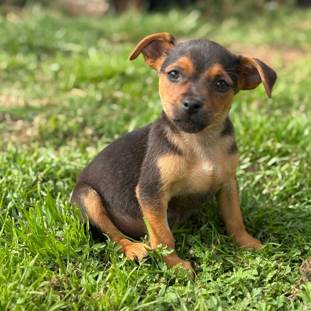 Lucy, a Adoptable mixed breed in Sacramento, CA image 1/4