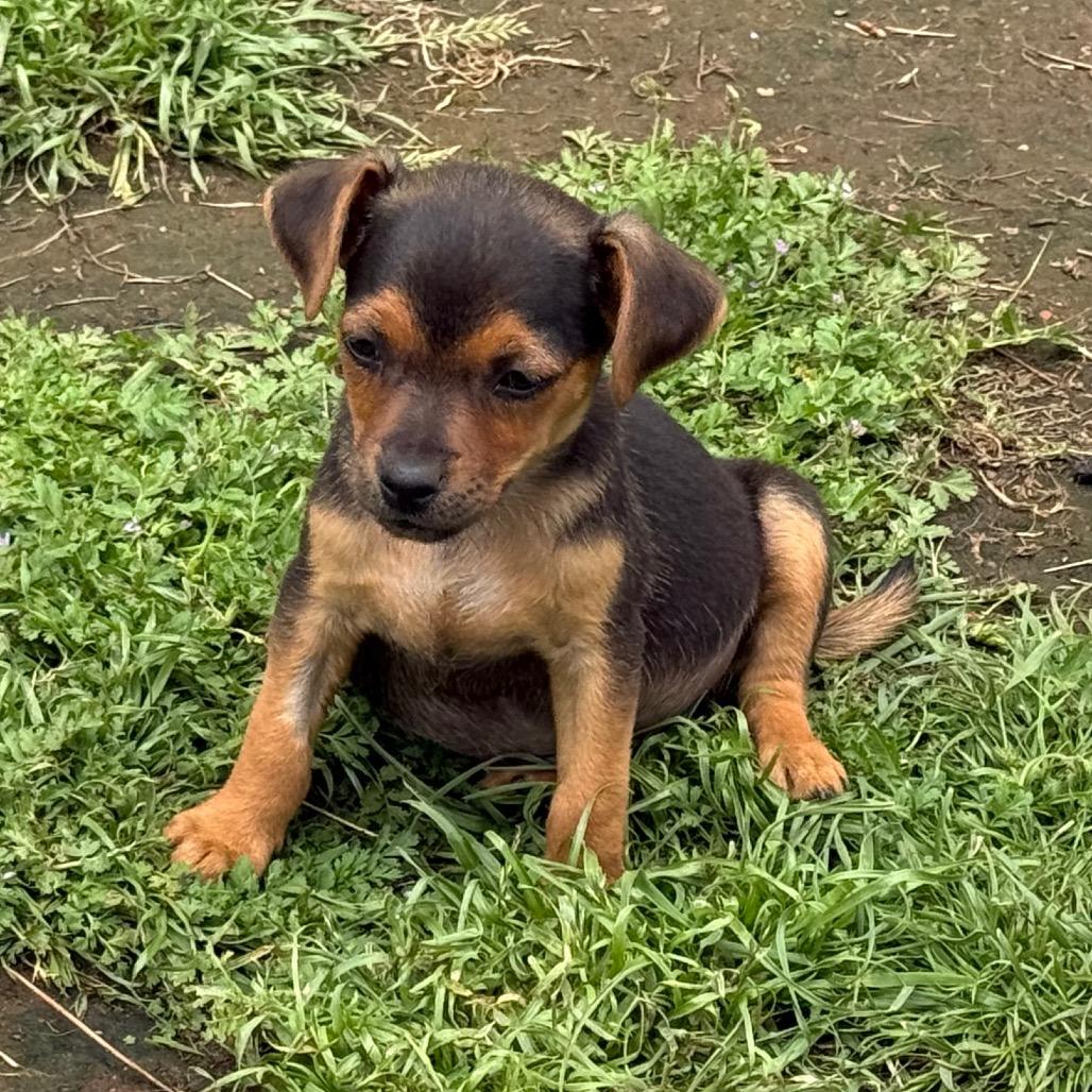Lucy, a Adoptable mixed breed in Sacramento, CA image 2/4