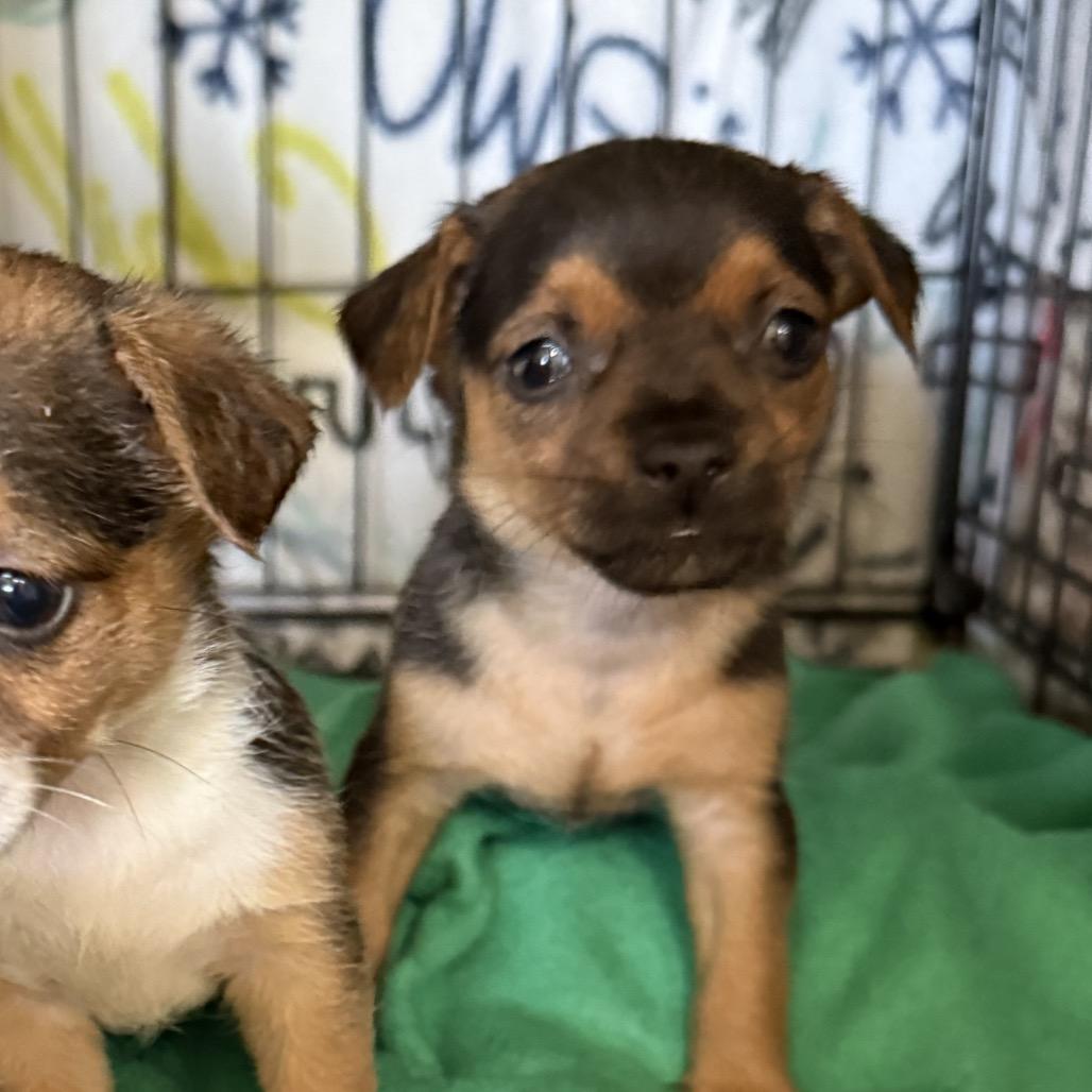 Lucy, a Adoptable mixed breed in Sacramento, CA image 3/4