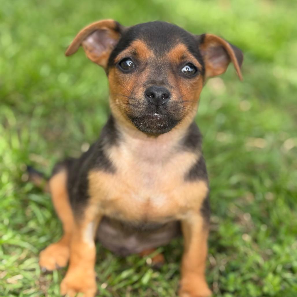 Lucy, a Adoptable mixed breed in Sacramento, CA image 4/4