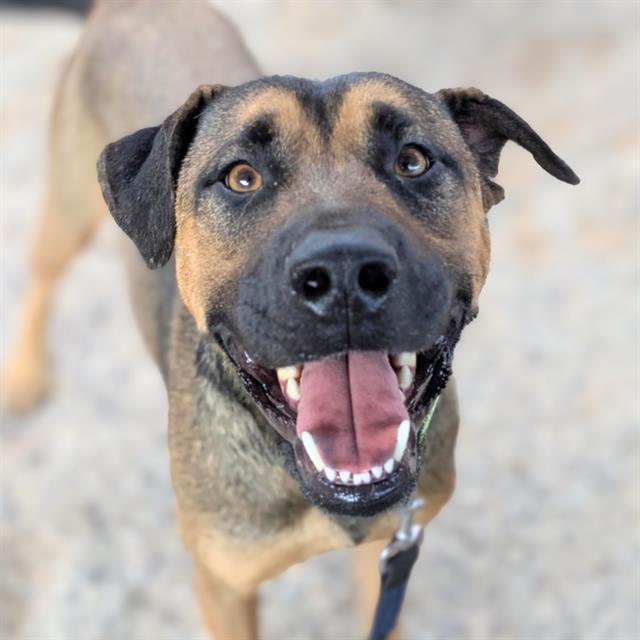 PETEY — thumbnail 3