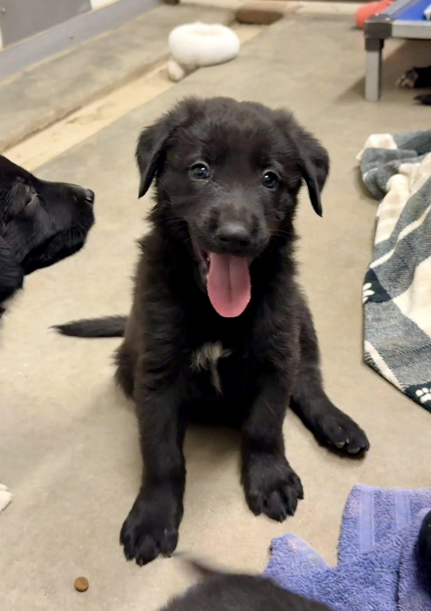 Enlarge Plum, a Adopted mixed breed in Phoenix, AZ image 1/3