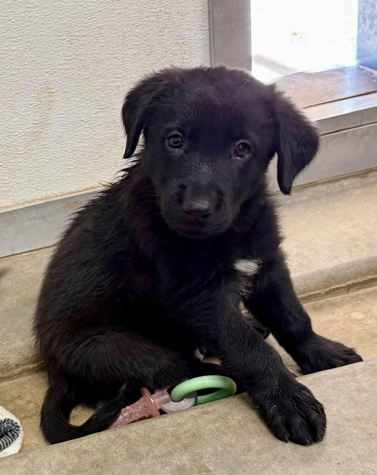 Enlarge Plum, a Adopted mixed breed in Phoenix, AZ image 2/3