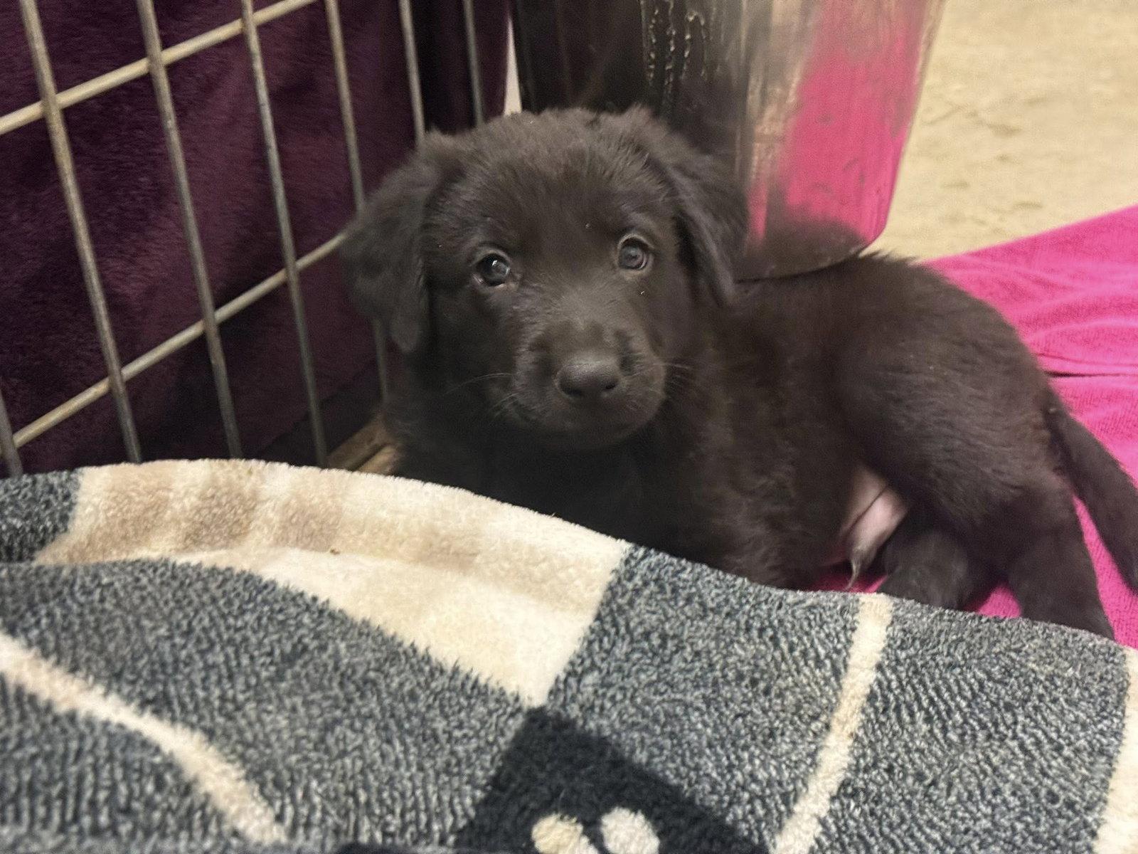 Enlarge Plum, a Adopted mixed breed in Phoenix, AZ image 3/3