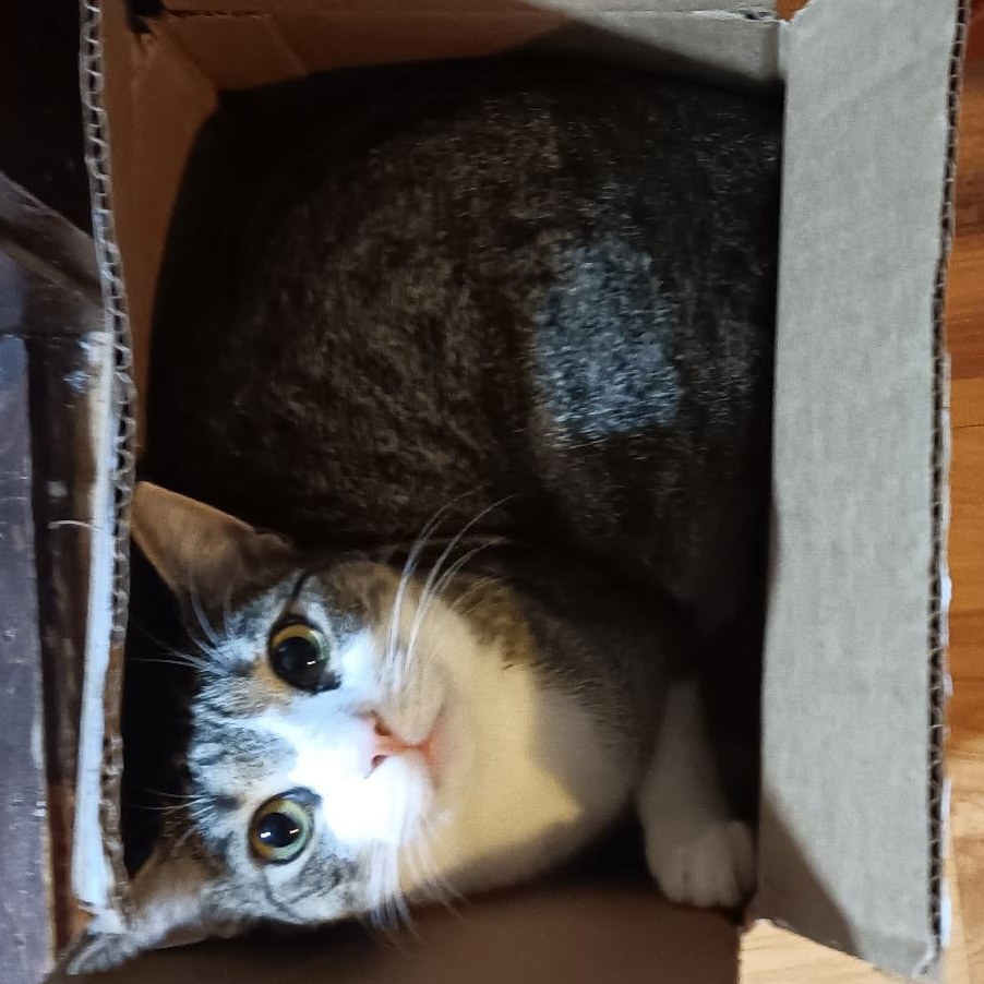 Lady, Adoptable, Adult Female Domestic Short Hair.
