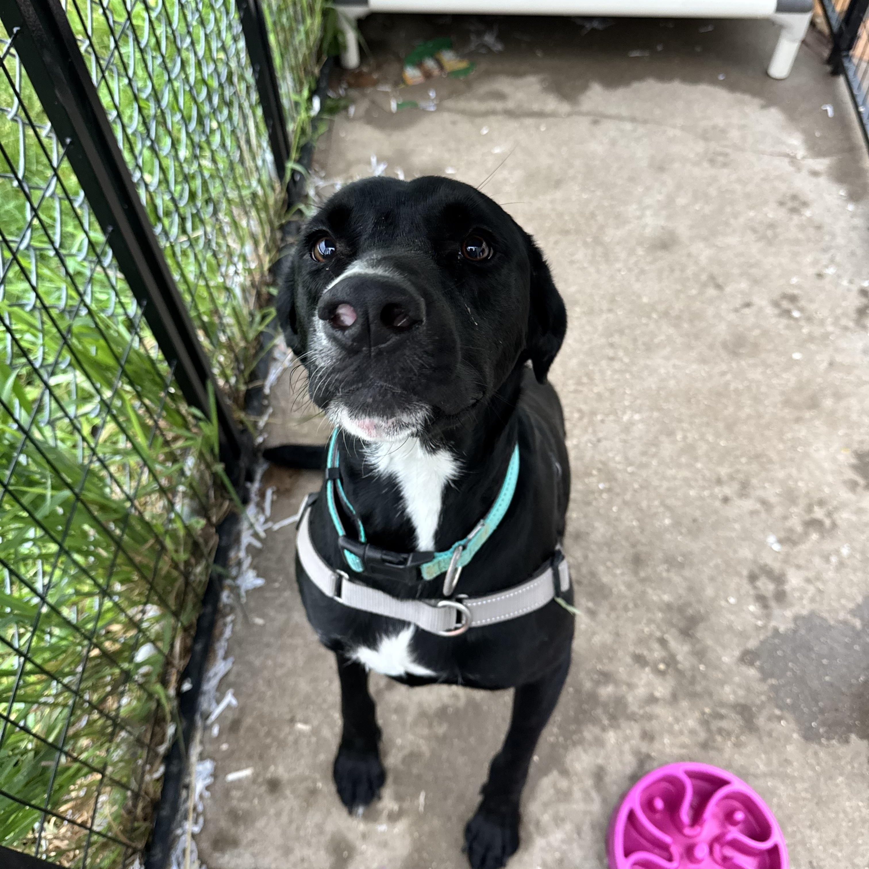 Lenny, ADOPTABLE, Adult Male Labrador Retriever.