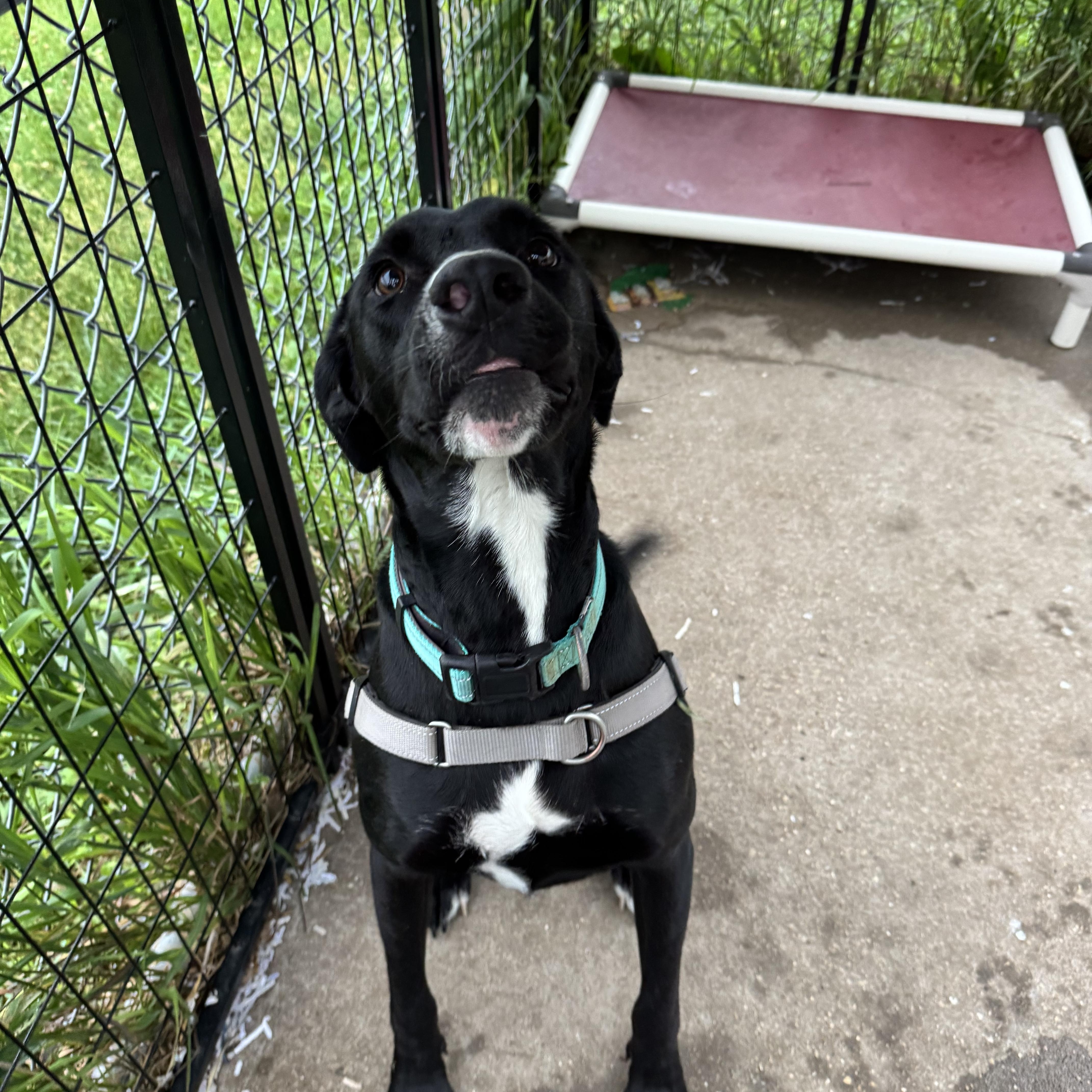 Lenny, a ADOPTABLE mixed breed in Dodgeville, WI image 2/2