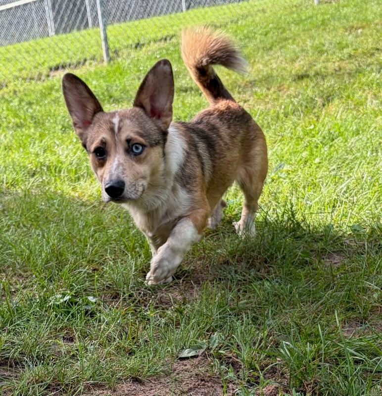 King Julius, Adoptable, Adult Male Corgi & Australian Cattle Dog / Blue Heeler.