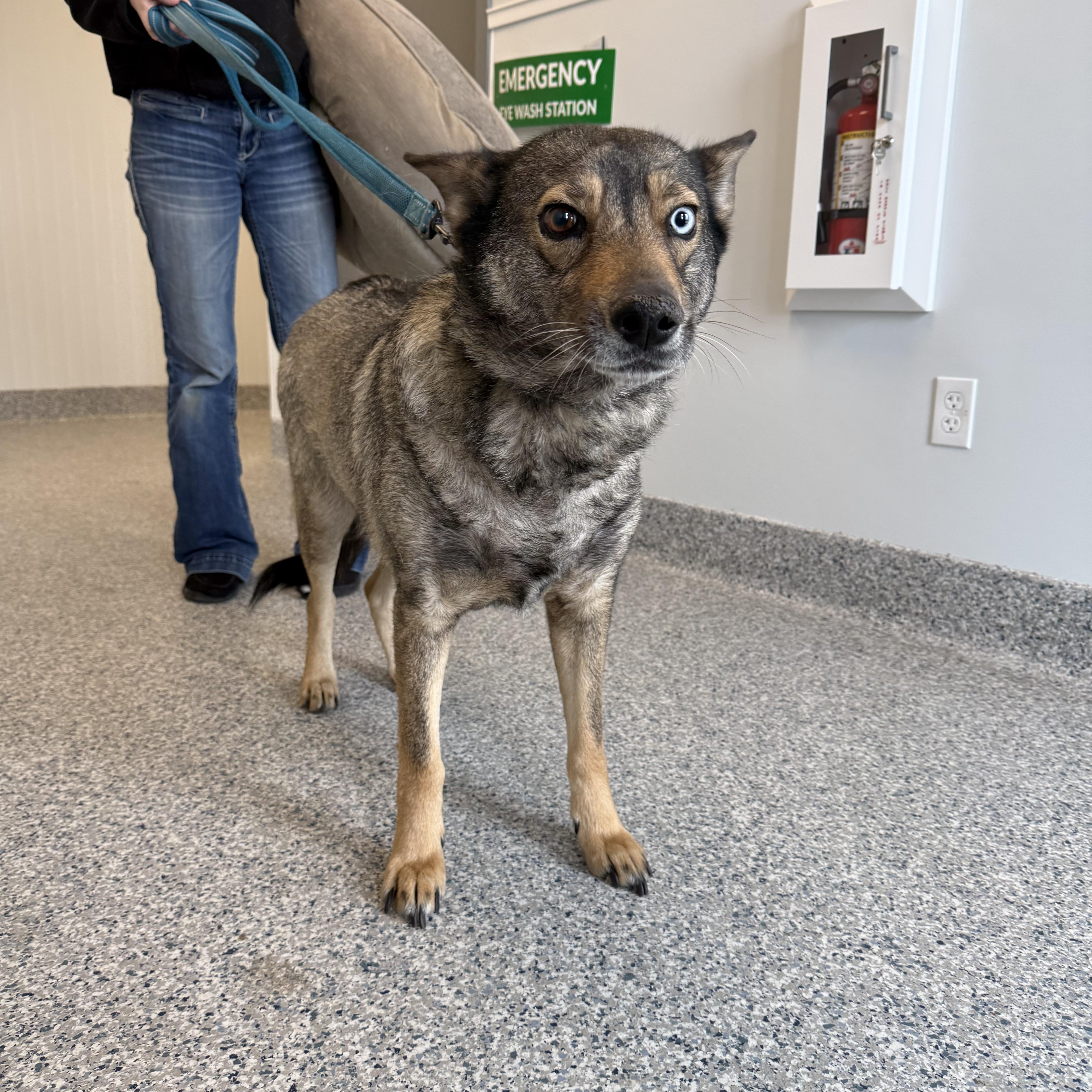 Enlarge Athena, an adoptable mixed breed in Prineville, OR image 1/4