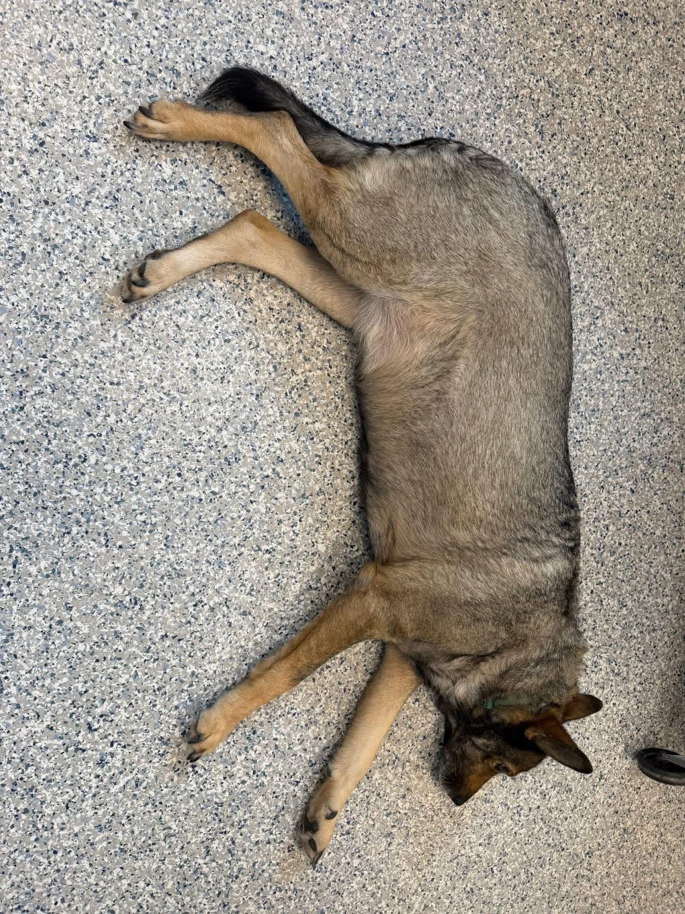 Enlarge Athena, an adoptable mixed breed in Prineville, OR image 4/4