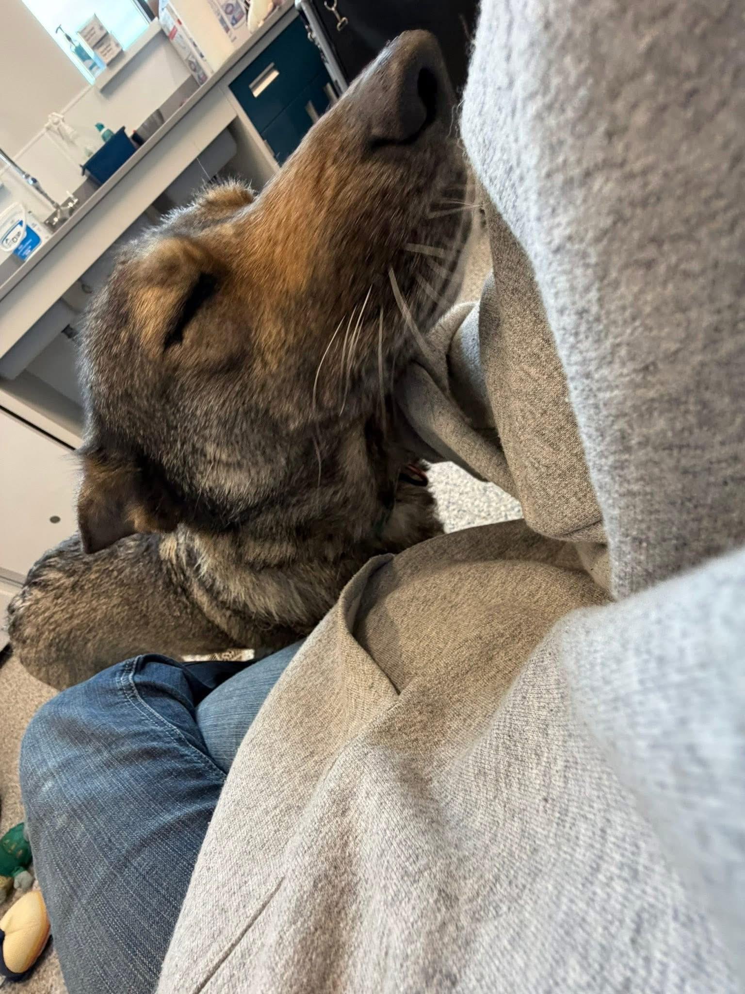 Enlarge Athena, an adoptable mixed breed in Prineville, OR image 3/4