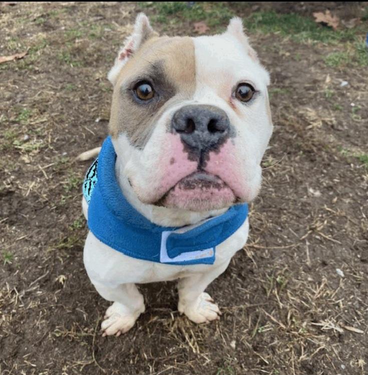 Enlarge Lugnut , a ADOPTABLE American Bully in Camden, OH image 1/1