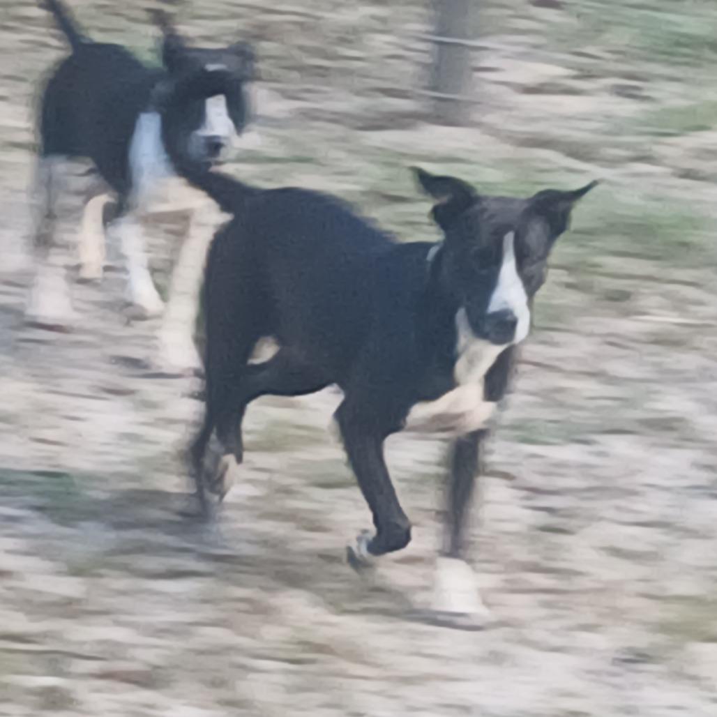 Lily, Adoptable, Young Female Mixed Breed.