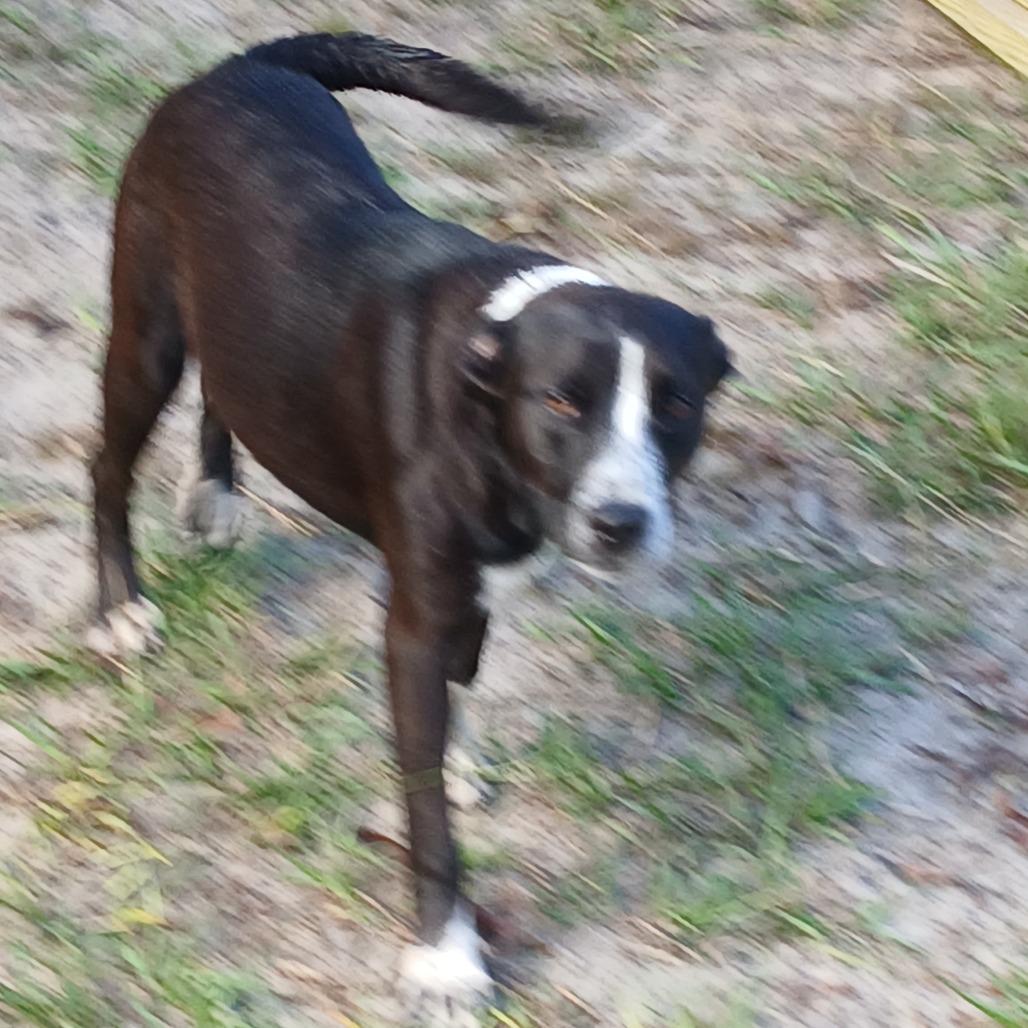Enlarge Lily, a Adoptable Mixed Breed in Williston, FL image 4/6