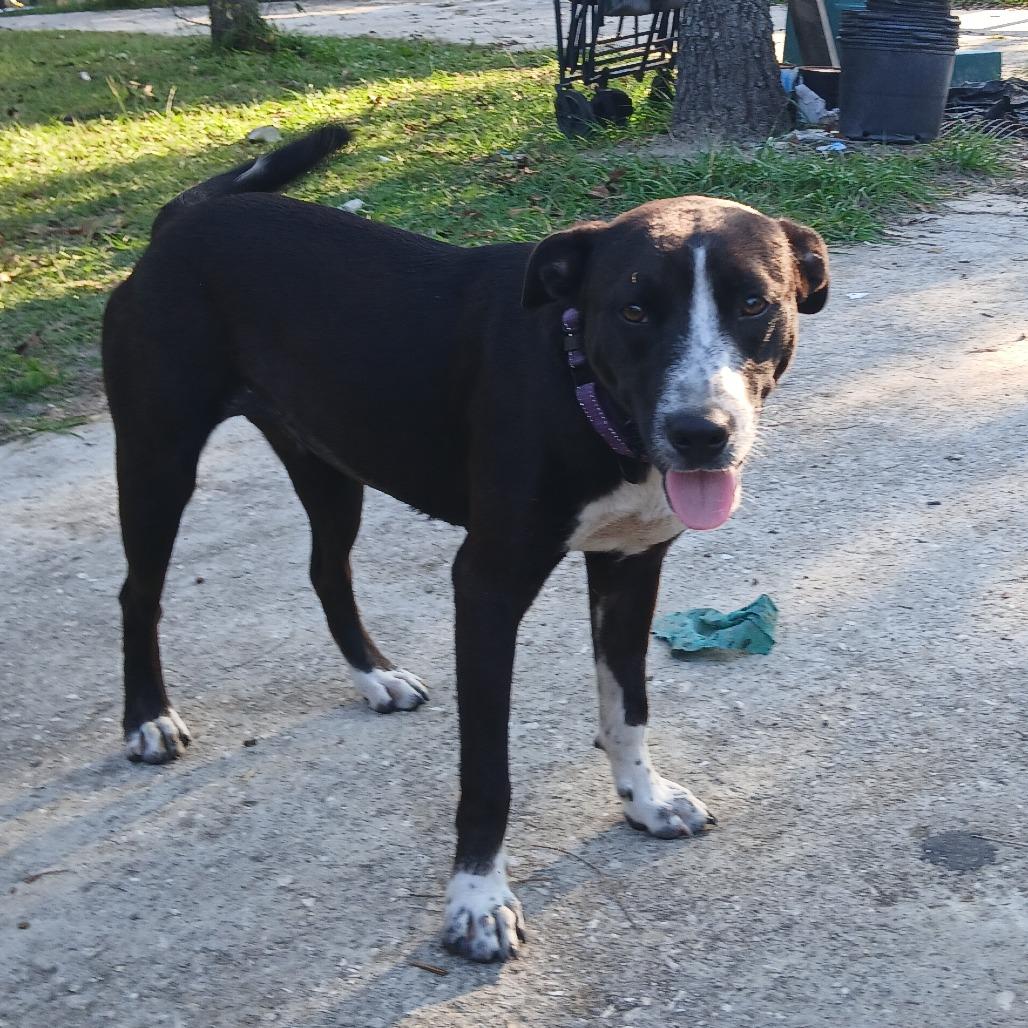 Enlarge Lily, a Adoptable Mixed Breed in Williston, FL image 6/6