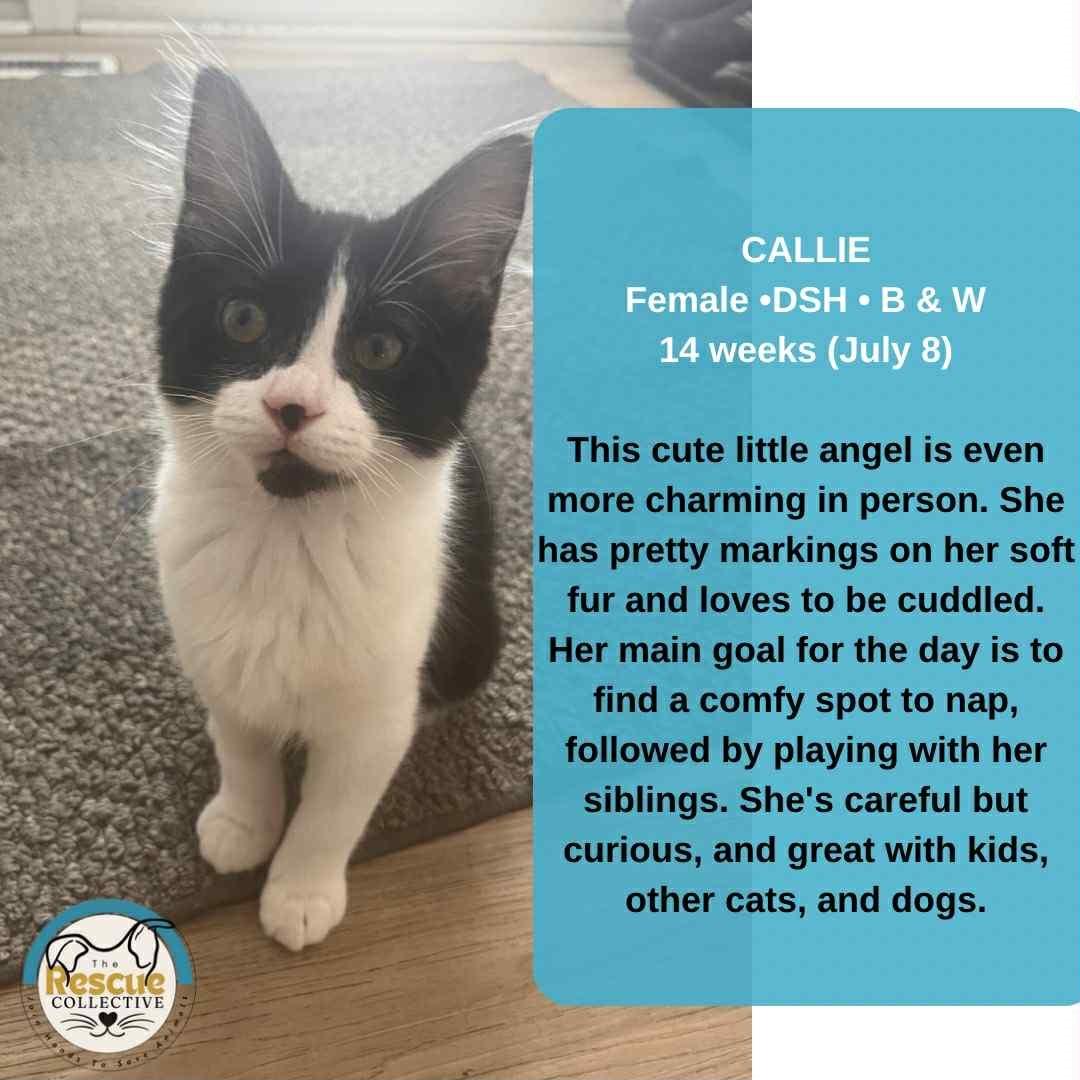 Callie, an adoptable Tabby in Clive, AB, T0C 0Y0 | Photo Image 1