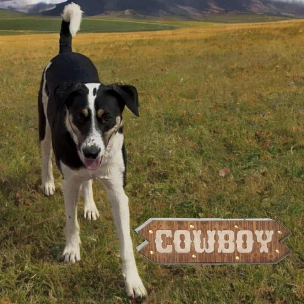 Cowboy, Adoptable, Young Male Cattle Dog & Mixed Breed.