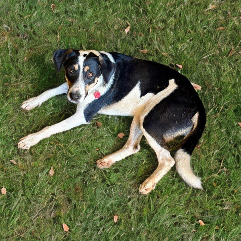 Enlarge Cowboy, a Adoptable mixed breed in Phoenix, AZ image 2/5