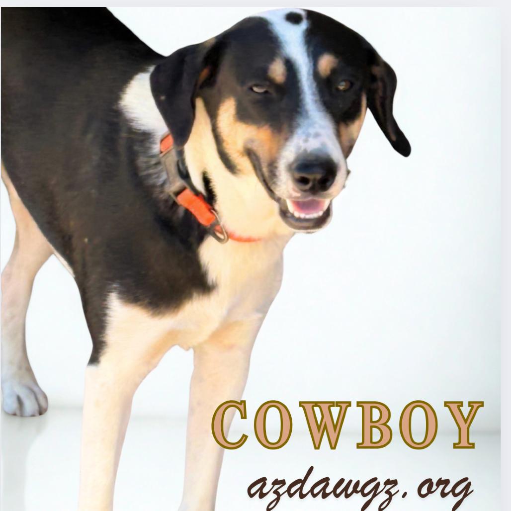 Enlarge Cowboy, a Adoptable mixed breed in Phoenix, AZ image 3/5