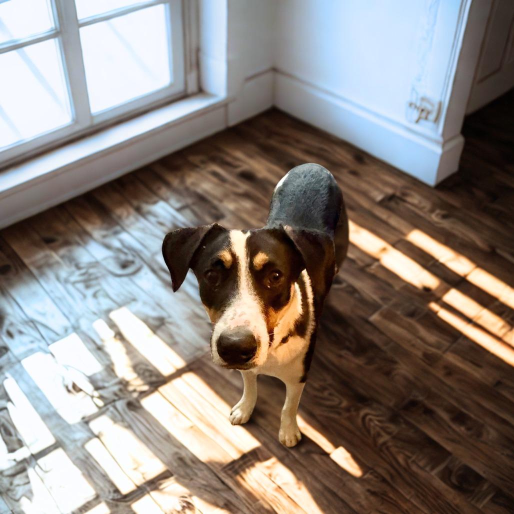 Enlarge Cowboy, a Adoptable mixed breed in Phoenix, AZ image 5/5