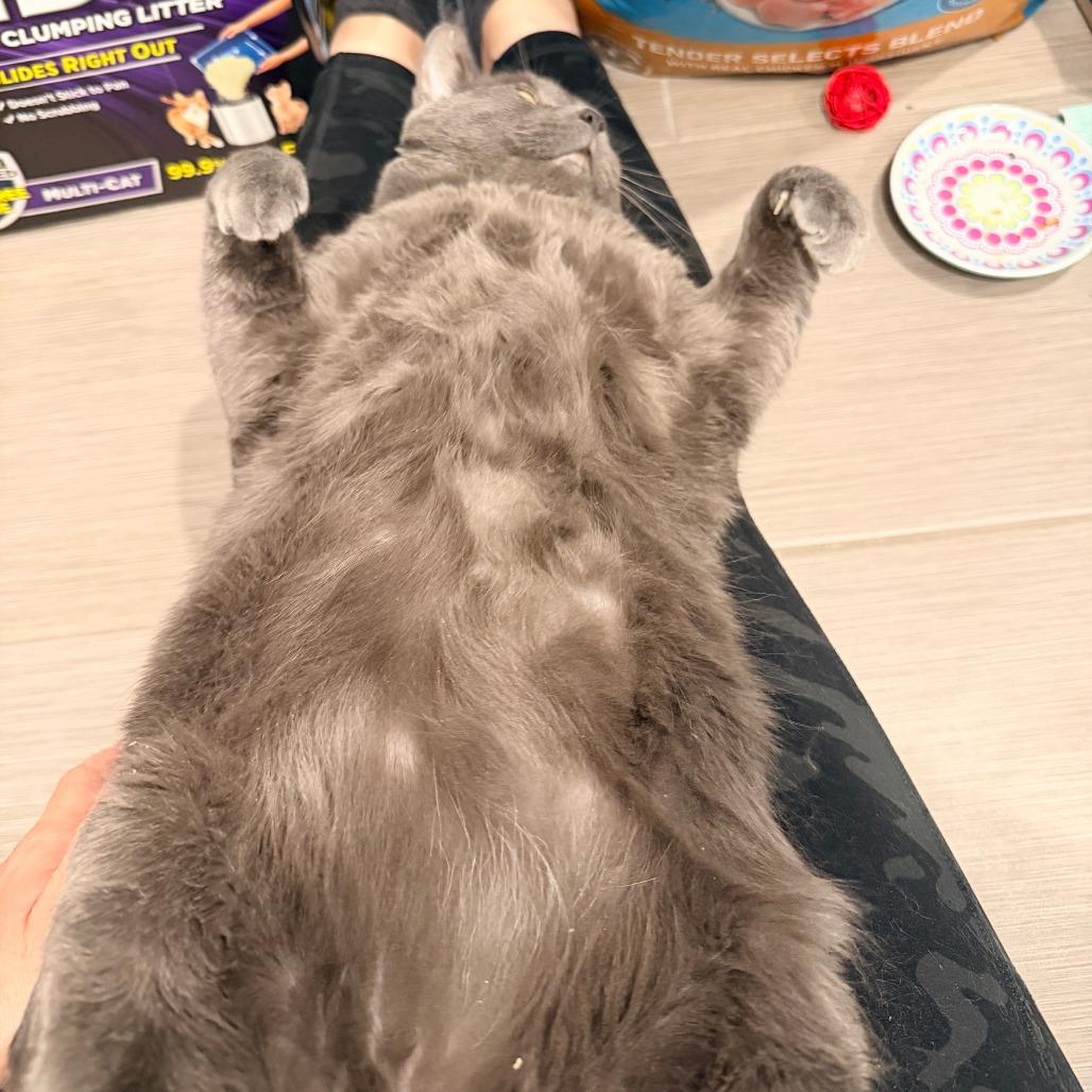 Little Grey, Adoptable, Adult Male Domestic Short Hair.