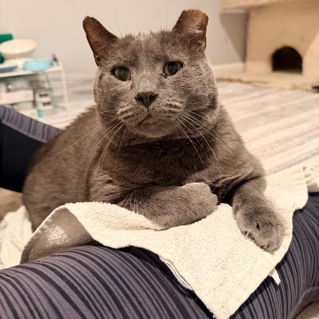 Enlarge Little Grey, a Adoptable Domestic Short Hair in St. Louis, MO image 2/4